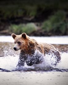 Peak bear viewing and spawning salmon season runs from September through mid-October