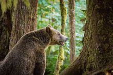 Grizzly Bear sighted in the Great Bear Rainforest