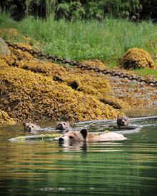 Grizzly cubs and juvenile Bears are best sighted from May through August