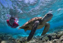 Swimming with turtles- Lady Elliot Island
