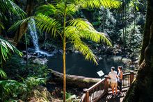 Gold Coast Hinterland- Curtis Falls