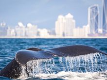 Cooly Eco Adventures- Whale Watching