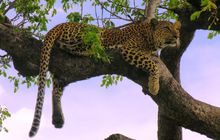 Leopard in South Africa