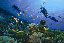 Red Sea Diving 