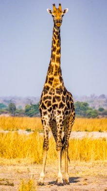 Giraffe in Botswana