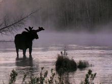 Moose in Algonquin Provincial Park, Canada
