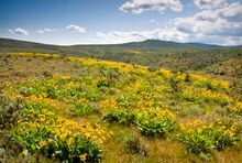 Cowiche Canyon Conservancy - Spring Time