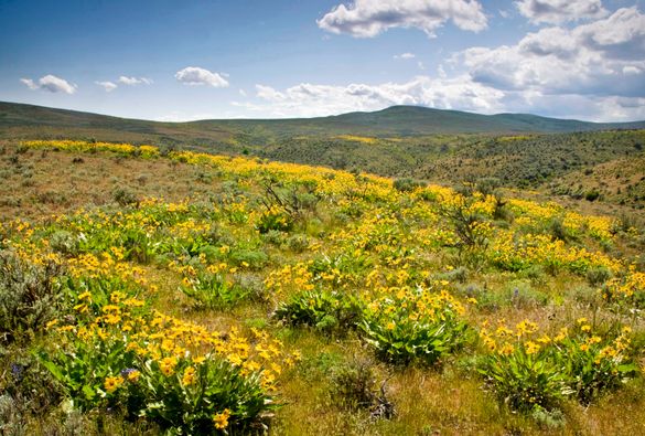 Cowiche Canyon Conservancy - Spring Time