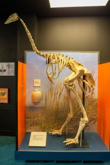 Dino skeleton 