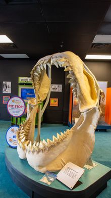 Megalodon Shark Jaw