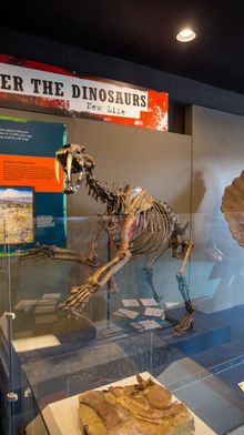 Saber-toothed tiger skeleton 