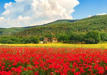 Poppies in Tuscany