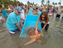 Marathon Turtle Hospital - Turtle Release_Credit_Andy Newman & Florida Keys News Bureau