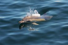 Common dolphins