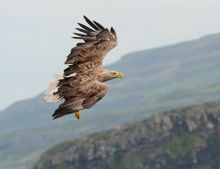 White-tailed eagle