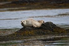 Seal on the rocks