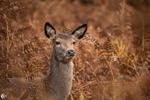 Red deer