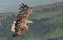 White-tailed eagle