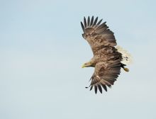 White-tailed eagle
