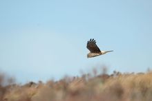 Hen harrier