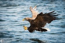 White-tailed eagle