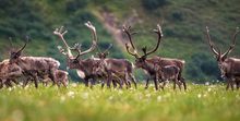 Porcupine Caribou Summer Migration, Yukon