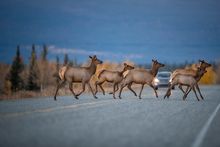 Herd of doe Elk crossing a Yukon highway