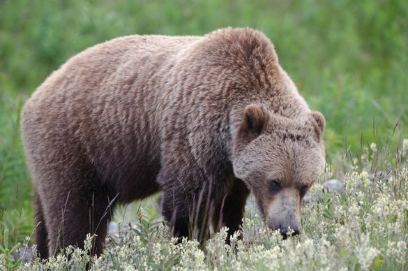 Grizzly, Haines Road, Yukon Grizzly, Haines Road, Yukon