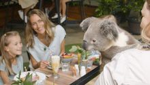 Breakfast with Koalas Experience
