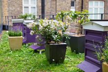 Third Floor Terrace Hives