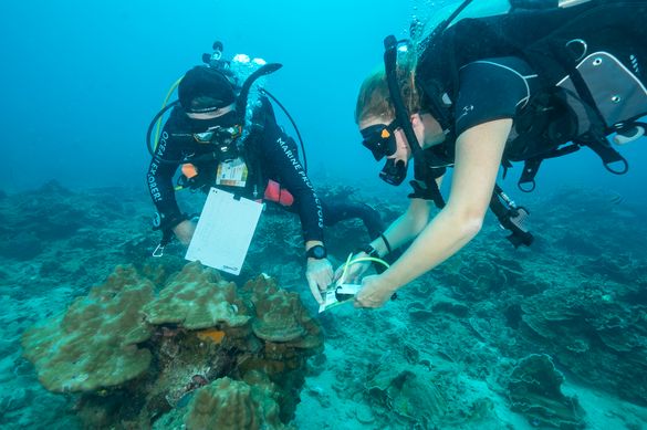 Coral Plantation with Black Turtle Dive Ko Tao
