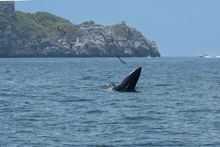 Mu Ko Angthong Marine Park