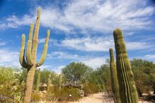 Tucson Botanical Gardens - photo credit required