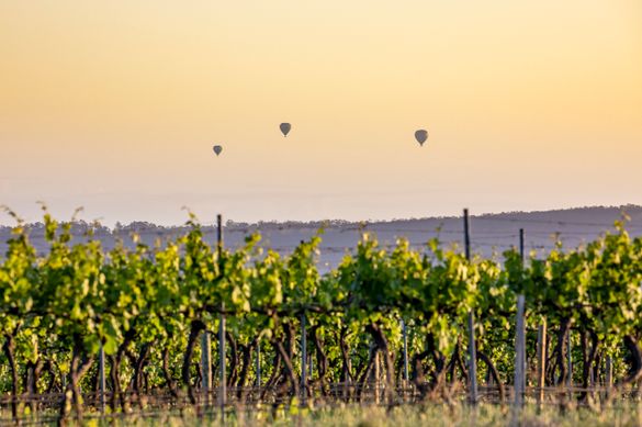 Hot air balloons flying over the Hunter Valley at sunrise