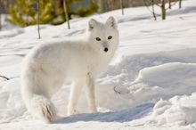 Arctic fox at Yukon Wildlife Preserve 