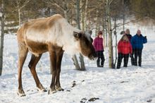 Caribou at Yukon Wildlife Preserve, Canada