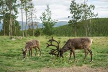 Caribou at Yukon Wildlife Preserve, Canada