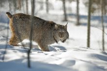 Lynx at Yukon Wildlife Preserve, Canada