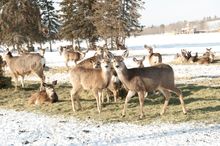 Deer at Yukon Wildlife Preserve, Canada