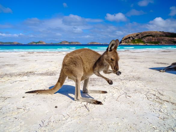 Lucky Bay Kangaroo Lucky Bay Kangaroo