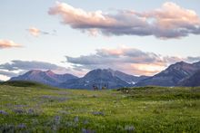 Waterton Lakes National Park, Wildlife in Waterton - elk in a meadow