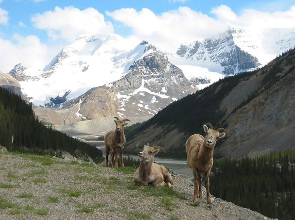 Mountain sheep in Banff National Park