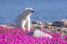 Polar bears, Churchil Manitoba