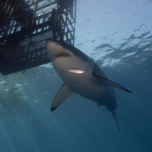 Cage diving with sharks