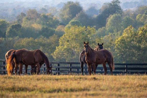 Horse farm in Kentucky