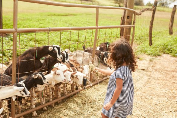 Little girl pets goats in Kula, Maui. Little girl pets goats in Kula, Maui.