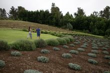 Couple walk through lavender farm.