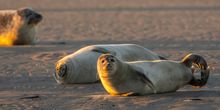 Seals in Hauts de France