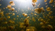 Jellyfish Lake