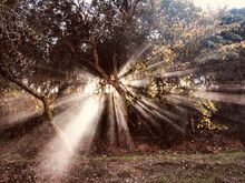 Oak trees in the private forest at Quinta Camarena